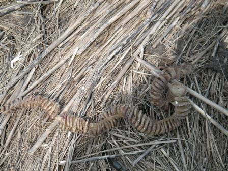 whelk egg case, Lt Island, 19Jul07